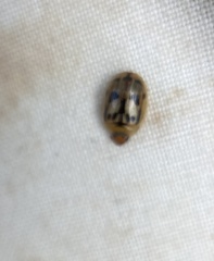 Peltoschema hamadryas