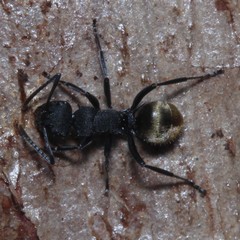 Polyrhachis erato
