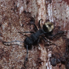 Polyrhachis erato