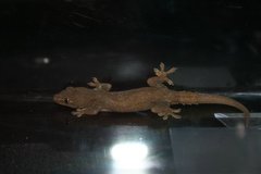 Hemidactylus frenatus