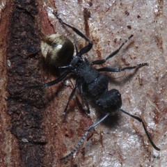 Polyrhachis erato