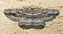 Scioglyptis lyciaria