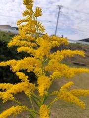 Solidago