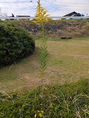 Solidago