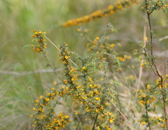 Pultenaea hispidula