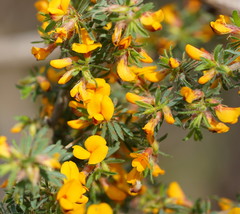 Pultenaea hispidula