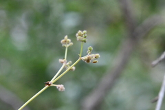 Sanicula chinensis