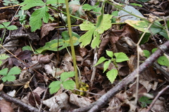Sanicula chinensis