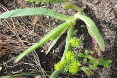 Carpobrotus deliciosus