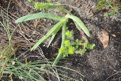 Carpobrotus deliciosus