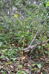 Sanicula chinensis
