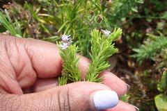 Coleonema pulchellum