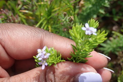 Coleonema pulchellum