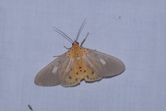 Asota plaginota