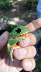 Agalychnis moreletii