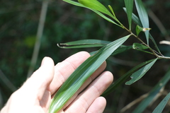 Acacia maidenii