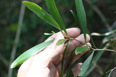 Acacia maidenii