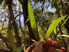 Samadera bidwillii