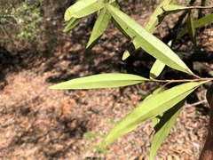 Samadera bidwillii