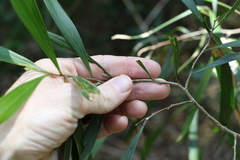 Acacia maidenii