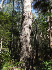 Eucalyptus resinifera