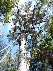 Eucalyptus resinifera