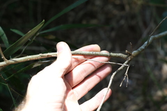 Acacia maidenii