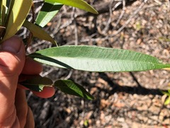 Samadera bidwillii