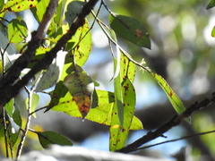 Eucalyptus resinifera