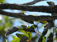 Eucalyptus resinifera