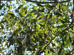 Eucalyptus resinifera