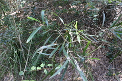 Acacia maidenii