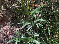 Samadera bidwillii