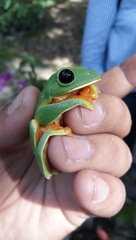 Agalychnis moreletii