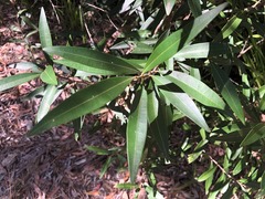 Samadera bidwillii