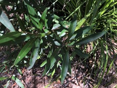 Samadera bidwillii