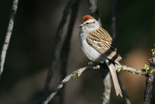 Chipping Sparrow, photo 8 of 10