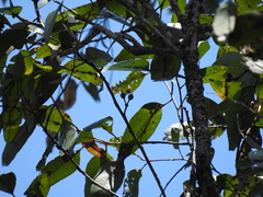 Eucalyptus resinifera