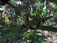 Samadera bidwillii