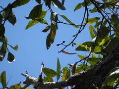 Eucalyptus resinifera
