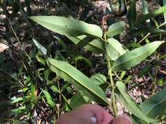 Samadera bidwillii