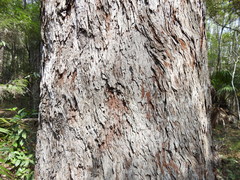 Eucalyptus resinifera