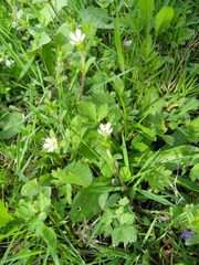 Cerastium holosteoides