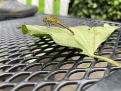 Sympetrum sanguineum