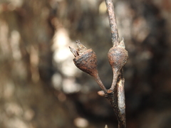 Eucalyptus resinifera