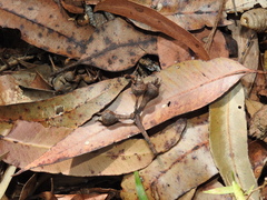 Eucalyptus resinifera