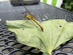Sympetrum sanguineum