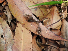 Eucalyptus resinifera
