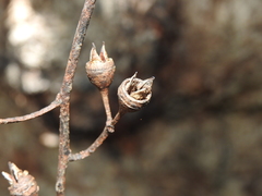 Eucalyptus resinifera