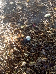 Amanita echinocephala